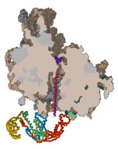 The chaperone Trigger Factor (bottom ribbon structure) bound to the 50S subunit of the ribosome. A modeled nascent chain is shown in magenta (Ferbitz et al., 2004).