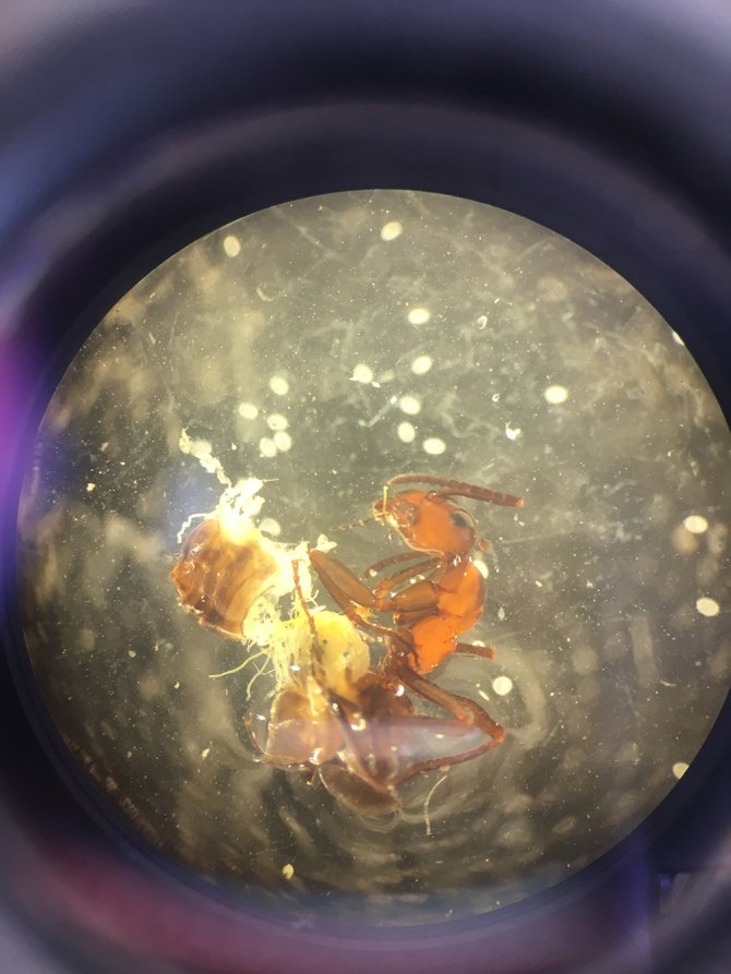 Dissected forrest ant seen through the lens of a microscope. Forrest ant with dissected gaster containing metacercariae (all the little white dots) one of the larval stages of the lancet liver fluke.