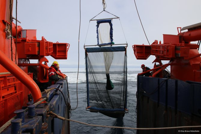 De RMT (Rectangular Midawater Trawl) wordt in het water gelaten (Foto Elisa Bravo Rebolledo)