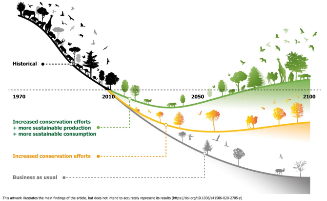 Black: The historical biodiversity loss curve before 2010  Green: with effort through more sustainable production and consumption Orange: without more sustainable production and consumption  Grey: if we continue on our current path.