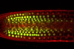 R2D2 wortel: Cellen waarin de kern geel oplicht (groen + rood) hebben weinig auxine. Hoe meer de celkernen in rood oplichten, des te meer auxine