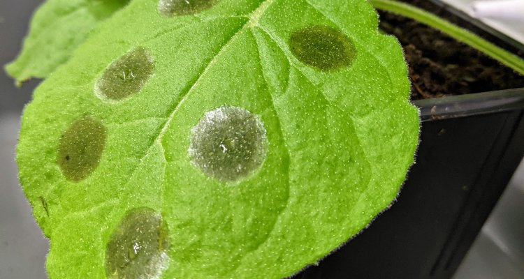 Botrytis infection of tobacco leaf