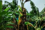 Banana tree  with Panama disease
