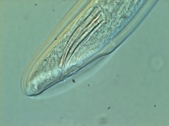 Paratridchodorus: papillae for spicules