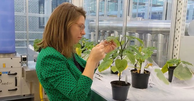 Greenhouse experiment to study the resistance of chili pepper accessions to whitefly in Wageningen