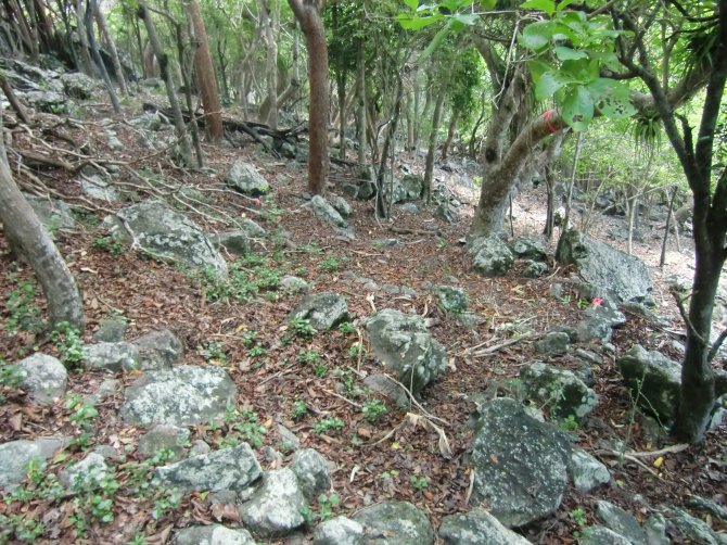 Complete absence of herbaceous and shrub layers in the forest are due to excessive goat grazing.