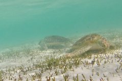 Grazing sea turtles. Photo: Fee Smulders 