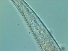 Aphanolaimus attentus: oesophagus cylindrical