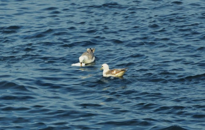 Op zee vinden Noordse stormvogels regelmatig plastic.