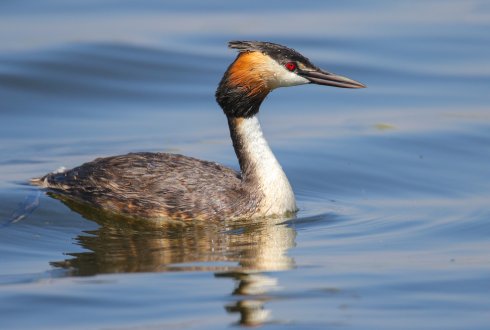 Nieuw Hoog-pathogeen H5N8 aangetoond in wilde watervogels in Nederland - WUR DQ-58