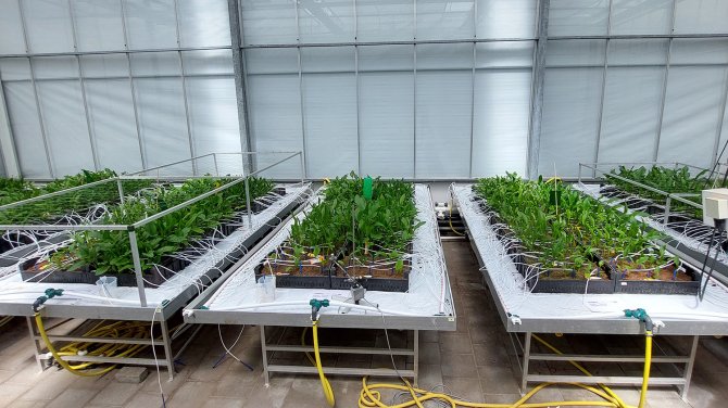 Second greenhouse cultivation completed: cultivation of segments from T1 tubers
