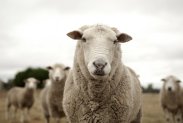 schapen.jpg