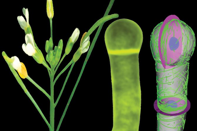 Arabidopsis plant met bloemen. In de bestoven bloemen ontwikkelen zich zaden met daarin de embryonale kiemplant. Midden: tweecellig embryo.  Rechts: computersimulatie van de oriëntatie van het celskelet in het embryo (in groen) voorspelt de richting van het delingsvlak (in paars).