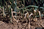 Wilt in Onion caused by Fusarium Basal Rot (FBR) (Picture by Howard F. Schwartz, Colorado State University, Bugwood.org)