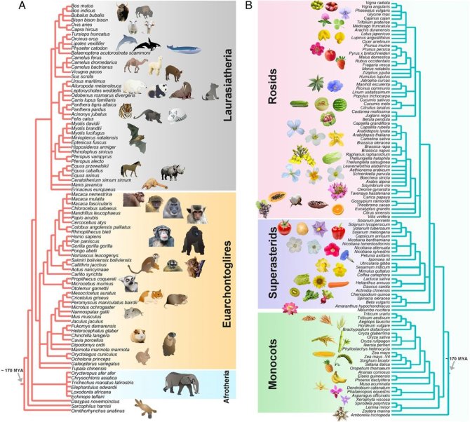 A lost of mammal (A) and plant genomes (B)