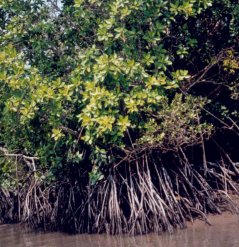 mangroveforest.jpg