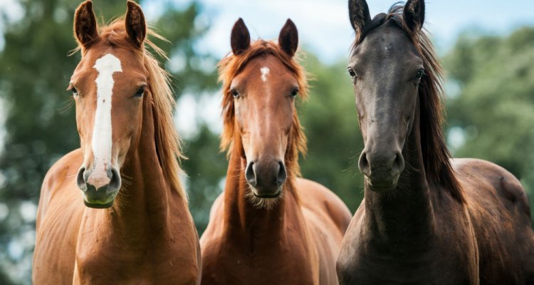 Equine viral arteritis