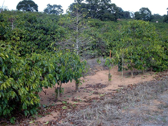 Xylella symptoms in coffee plants. (Photo: Prof Dr Ricardo Magelas, UFLA, Lavras, Brazil)