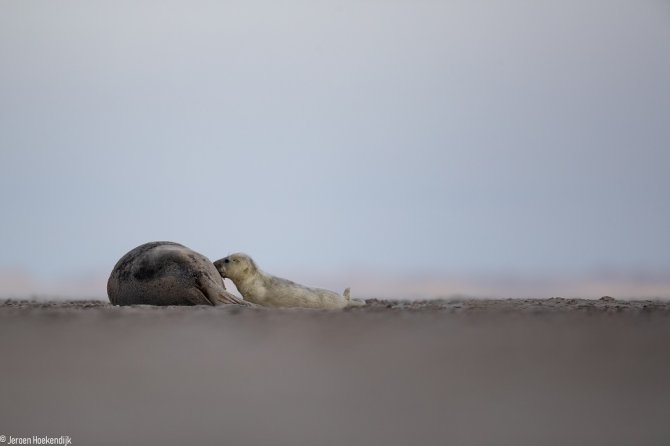 Een zogende zeehondenpup (foto: Jeroen Hoekendijk)