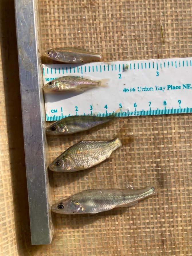 Juveniele vis (0-jarige) gevangen begin juli, variërend in lengte van 4 tot 8 cm. Van boven naar beneden zijn de volgende soorten te zien; blankvoorn, pos, baars, karper en snoekbaars. (bron: Casper van Leeuwen) 