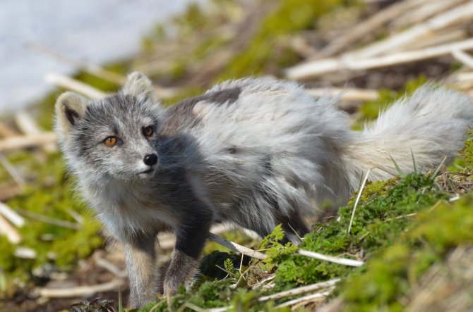 Curious Arctic fox in Hornstrandir, Iceland (Photo: Susanne Kühn)