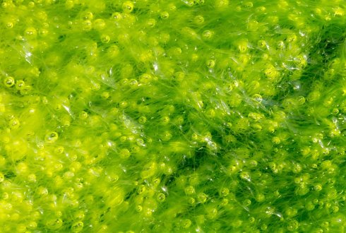 Cultivation of algae using CO2 and residual heat from ...