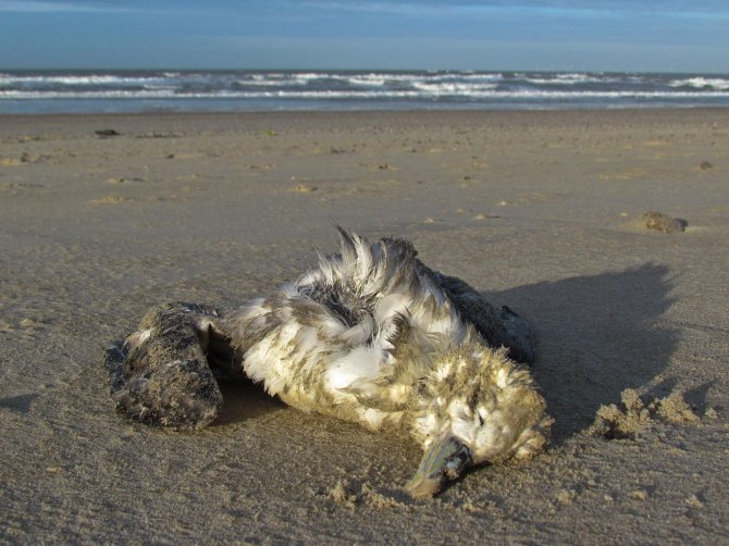 Beached fulmars, collected by volunteers throughout the Netherlands, are dissected at IMARES Texel. The standard methods include records of many external and inte rnal charact ers that can indicate the age, sex, body - con dition, origin, breeding status, cause of death , etc., all variables that might be relevant in later specific data analyses.