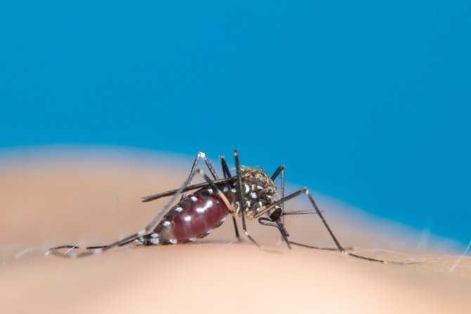 Aedes japonicus (Foto: Hans Smid)