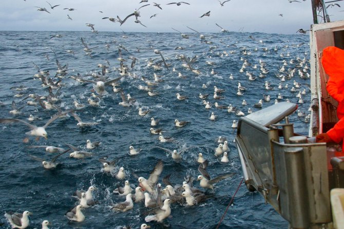 Stormvogels benaderen vissersboten zo dichtbij dat ze makkelijk gevangen kunnen worden met een schepnet.