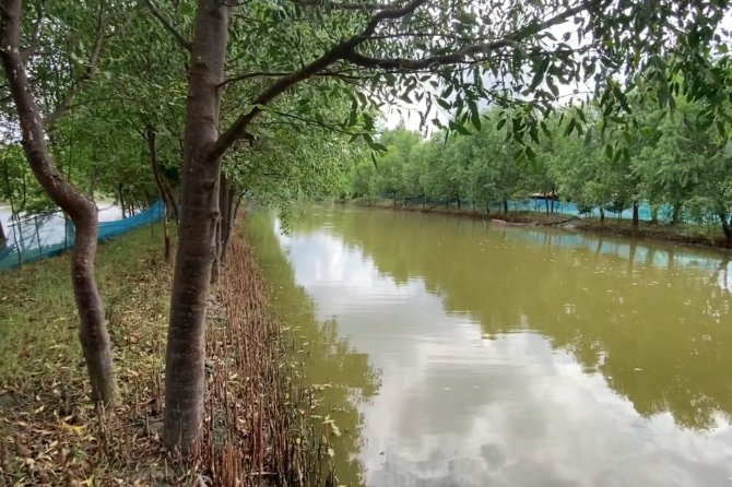 Read more about adopting mangroves in shrimp farming