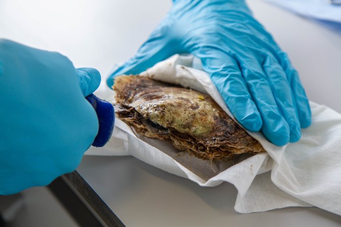 De conditie van een oester uit het Gemini windpark wordt onderzocht, een aantal maanden nadat hij in het park is uitgezet. (foto: Oscar Bos)