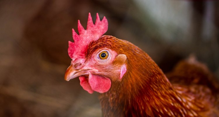 Bird flu at poultry farms, updates 2022/2023 - WUR