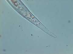 Globodera rostochiensis: anal opening