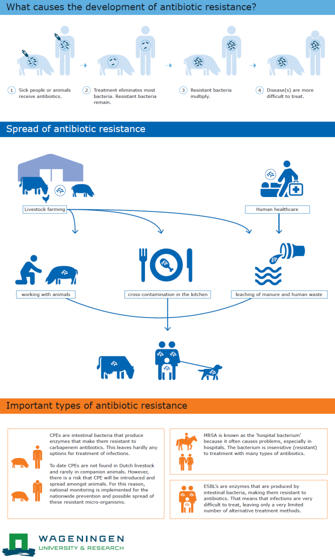 Infographic antibiotic resistance