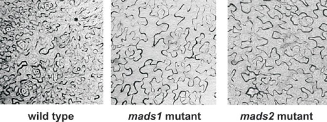 Arabidopsis leaf cells in wild type and mutants 
