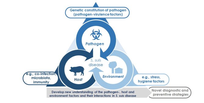 S. suis disease triangle. Interactions between the host, the pathogen and the environment