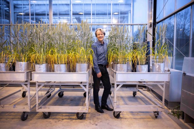 Tjeerd Jan Stomph at a trial of co-workers who study the performance of wheat under drought stress. In recent years, he has been involved in similar work on rice and wheat (credits: Marieke Wijntjes)