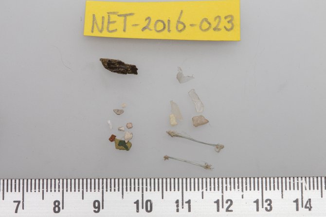 Fulmar NET-2016-023 stomach content. 7 Plastic particles weighing 0.0194 gram (1 sheet; 2 threads, and 4 small fragments)   In terms of mass, this is far below the average plastic contents in fulmar from the North Sea. Additionally there were some paint chips and a piece of processed wood.