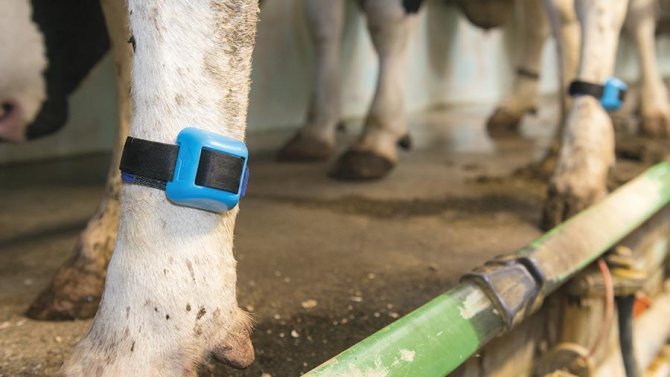 Cow Alert Sensor
