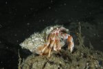 Common hermit crab - Pagurus bernardus - Gewone heremietkreeft