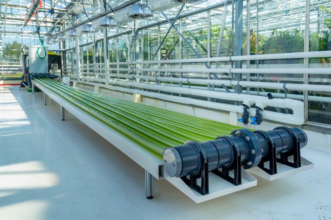 Algae production unit in Wageningen - photo: INTREEGUE Photography/Shutterstock