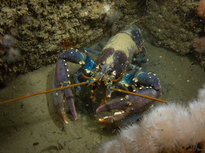 Noordzeekreeft (Homarus gammarus)