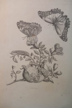 Merian Zwart wit.jpg