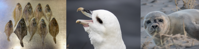 Voor het onderzoek van de gevolgen van het ZOE-incident werden onder andere de magen van schar (links), Noordse stormvogels (midden) en gewone zeehond (rechts) onderzocht.