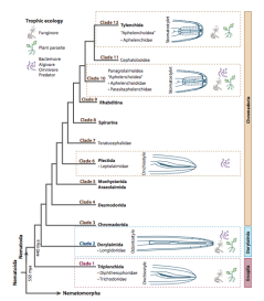 Schematic overview of nematode evolution