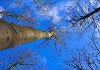 National List of Varieties and Provenances of Trees