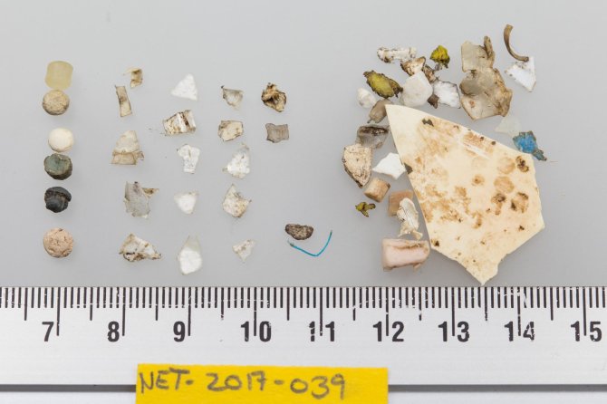 Plastics uit de maag van een in Nederland, in 2017 op het strand gevonden Noordse Stormvogel  (de industriële korrels aan de linkerkant hebben een diameter van 4 a 5 mm)