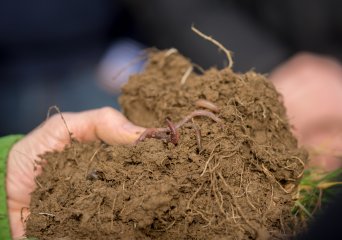 Functional Soil Biodiversity