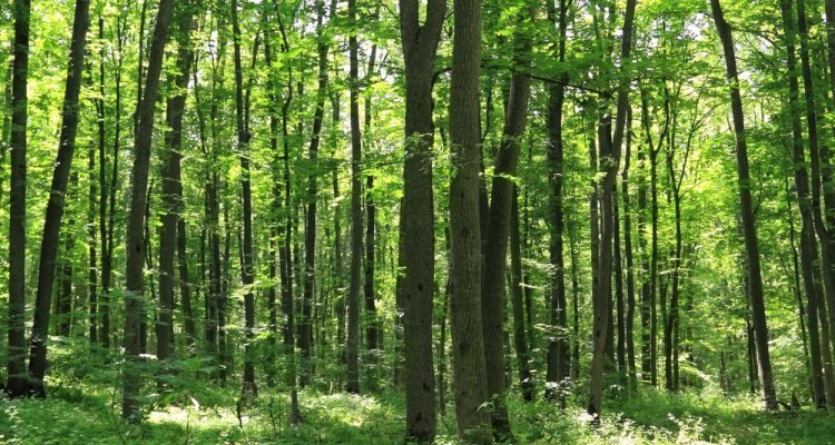 CGN Genetische Bronnen Bomen