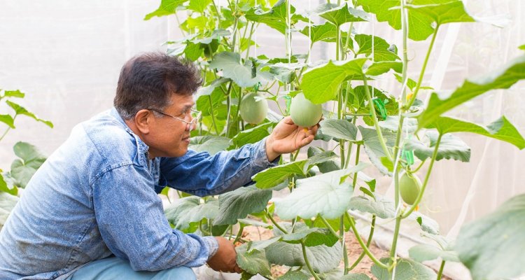 Farmer in organic melon farm
